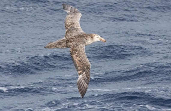 OTL25-26, Day 5, Picture14.jpg © Unknown Photographer - Oceanwide Expeditions.jpg