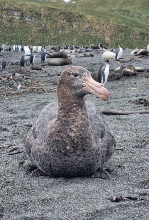 OTL25-26, Day 7, Picture18.jpg © Unknown Photographer - Oceanwide Expeditions.jpg