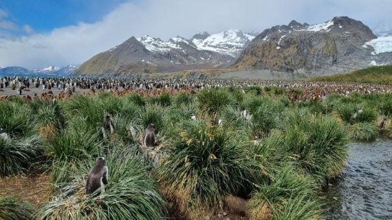 OTL25-26, Day 10, Picture28.jpg © Unknown Photographer - Oceanwide Expeditions.jpg