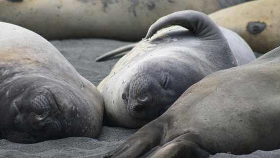 OTL25-26, Day 10, Picture29.jpg © Unknown Photographer - Oceanwide Expeditions.jpg