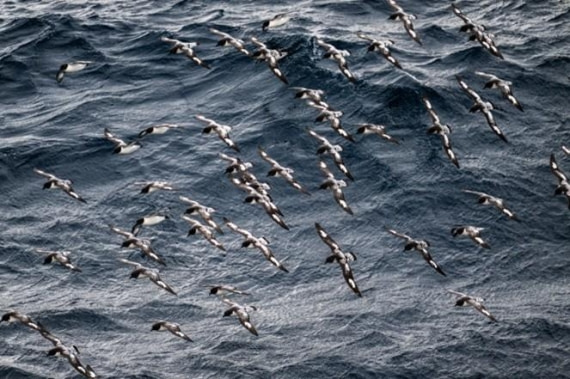OTL25-26, Day 13, Picture40.jpg © Unknown Photographer - Oceanwide Expeditions.jpg