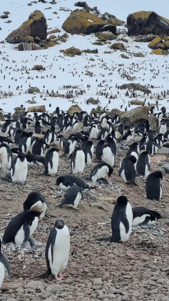 OTL25-26, Day 14, Picture43.jpg © Unknown Photographer - Oceanwide Expeditions.jpg