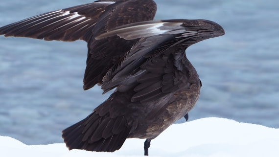 Birds in Antarctica