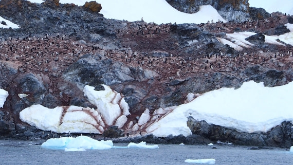 Penguins are everywhere