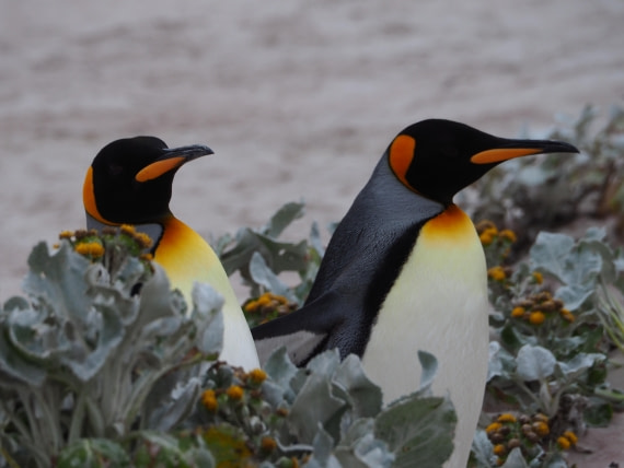 King Penguins
