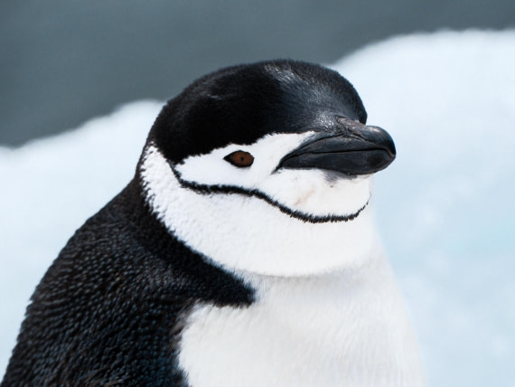 Chinstrap Side Profile