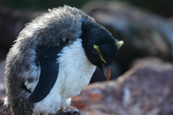 Baby Rockhopper