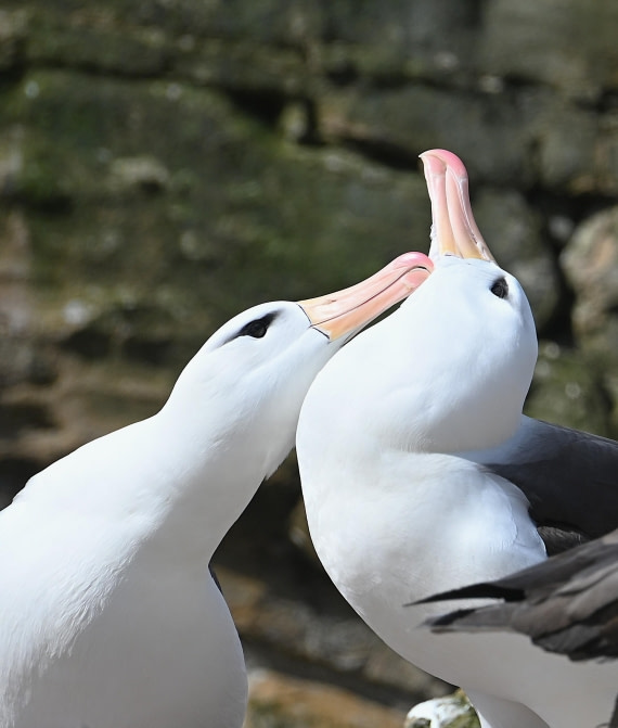 black-browed albatrosses