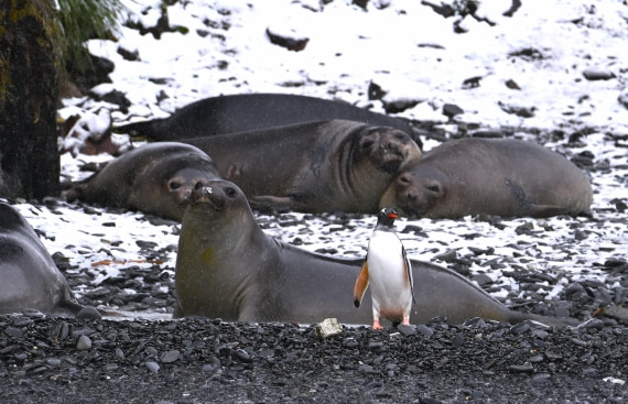 gentoo and seals