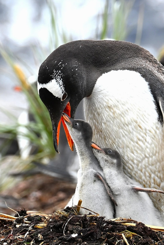 hungry gentoo chicks