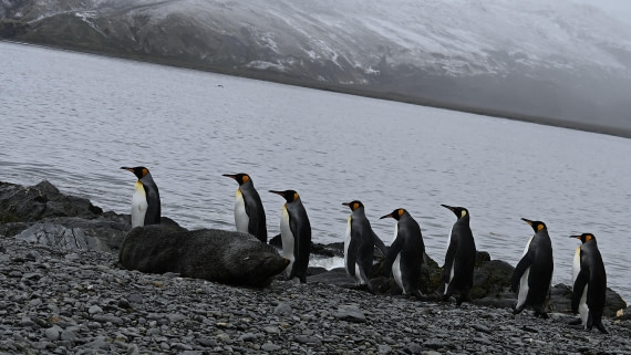 king penguins marching