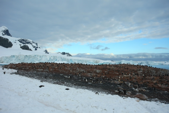 Penguins on the rock