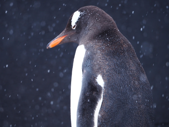 Penguine in the snow