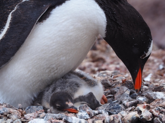 Sleep well, my sweet baby