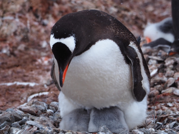 Are you ok, my babies ?