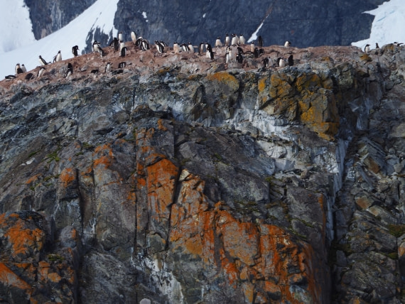 Penguins on the rocks