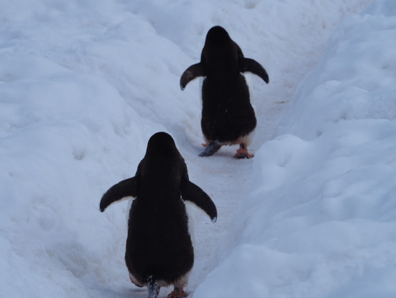 Penguine walk