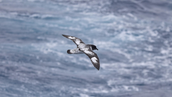 PLA25-26, Day 3, 4Q9A2027.jpg © Katlyn Taylor - Oceanwide Expeditions.jpg