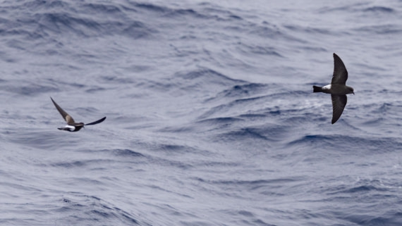 PLA25-26, Day 3, 4Q9A2093.jpg © Katlyn Taylor - Oceanwide Expeditions.jpg