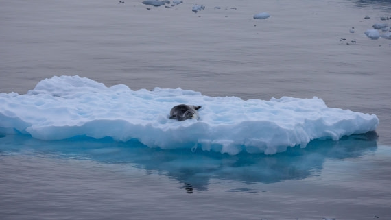 PLA25-26, Day 4, 4Q9A2811.jpg © Katlyn Taylor - Oceanwide Expeditions.jpg