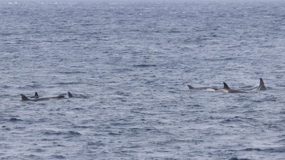 PLA25-26, Day 4, 4Q9A2784.jpg © Katlyn Taylor - Oceanwide Expeditions.jpg