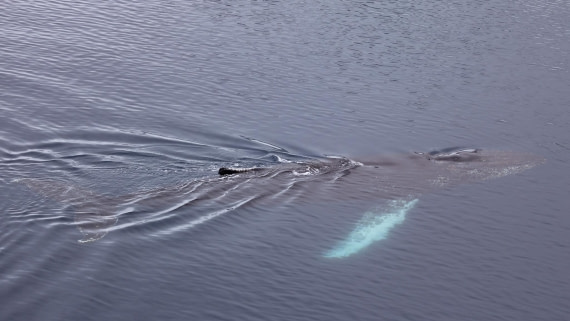 PLA25-26, Day 5, 4Q9A3236-2.jpg © Katlyn Taylor - Oceanwide Expeditions.jpg