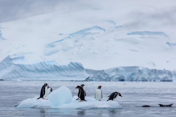 PLA25-26, Day 5, FZ1A5326.jpg © Katlyn Taylor - Oceanwide Expeditions.jpg