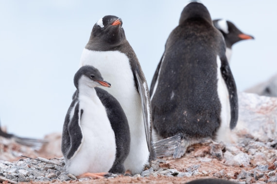 PLA25-26, Day 5, FZ1A5359.jpg © Katlyn Taylor - Oceanwide Expeditions.jpg