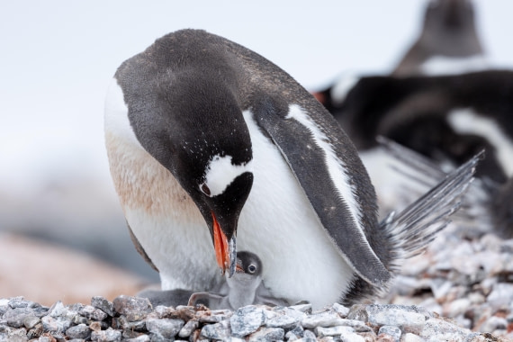 PLA25-26, Day 5, FZ1A5370.jpg © Katlyn Taylor - Oceanwide Expeditions.jpg