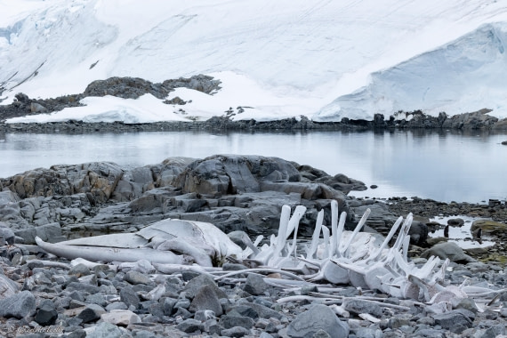 PLA25-26, Day 5, FZ1A5434.jpg © Katlyn Taylor - Oceanwide Expeditions.jpg