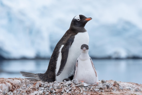 PLA25-26, Day 5, FZ1A5447.jpg © Katlyn Taylor - Oceanwide Expeditions.jpg