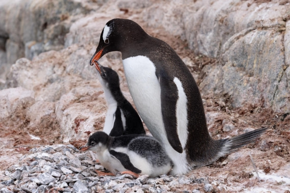 PLA25-26, Day 6, 4Q9A3389.jpg © Katlyn Taylor - Oceanwide Expeditions.jpg