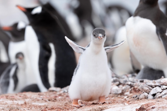 PLA25-26, Day 6, FZ1A5669.jpg © Katlyn Taylor - Oceanwide Expeditions.jpg