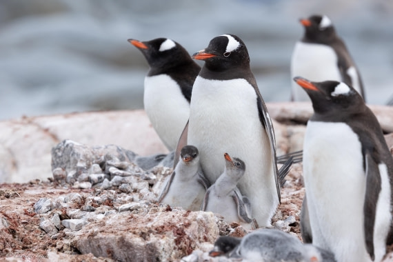 PLA25-26, Day 6, FZ1A5702.jpg © Katlyn Taylor - Oceanwide Expeditions.jpg