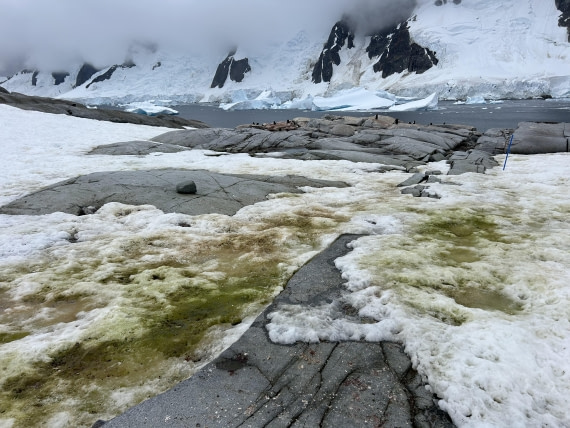 PLA25-26, Day 6, IMG_0301.jpeg © Katlyn Taylor - Oceanwide Expeditions.jpeg