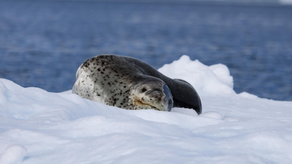 PLA25-26, Day 7, 4Q9A3925.jpg © Katlyn Taylor - Oceanwide Expeditions.jpg