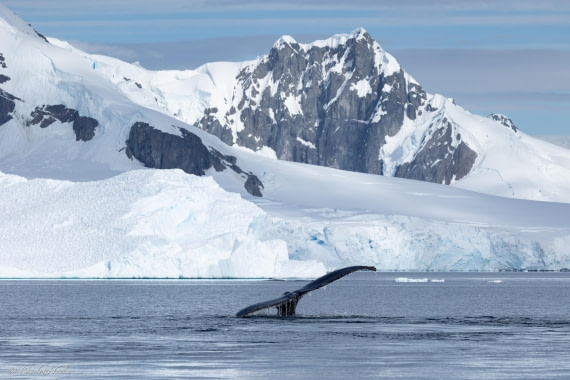 PLA25-26, Day 7, FZ1A5813.jpg © Katlyn Taylor - Oceanwide Expeditions.jpg