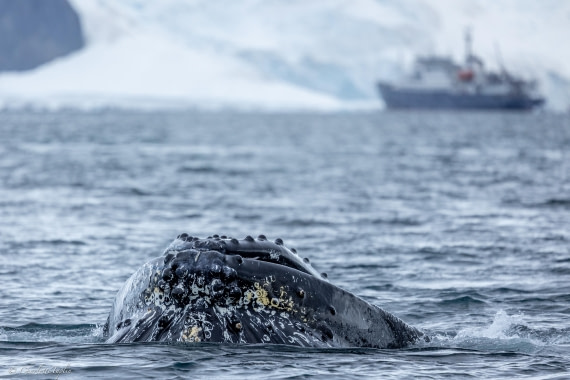 PLA25-26, Day 7, FZ1A5872.jpg © Katlyn Taylor - Oceanwide Expeditions.jpg