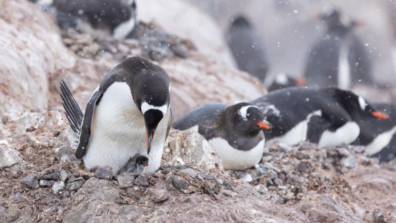 PLA25-26, Day 8, 4Q9A4181.jpg © Katlyn Taylor - Oceanwide Expeditions.jpg