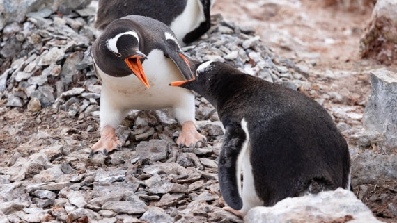 PLA25-26, Day 8, 4Q9A4307.jpg © Katlyn Taylor - Oceanwide Expeditions.jpg