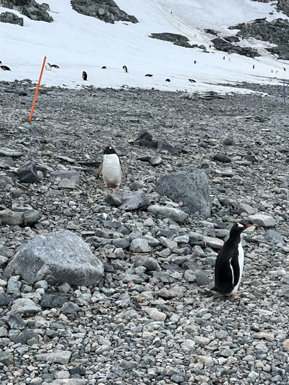 PLA25-26, Day 8, IMG_3650.jpeg © Chris Forrest - Oceanwide Expeditions.jpeg