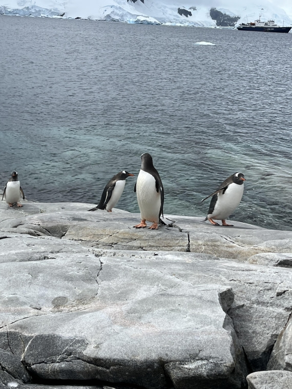 PLA25-26, Day 8, IMG_3746.jpeg © Chris Forrest - Oceanwide Expeditions.jpeg