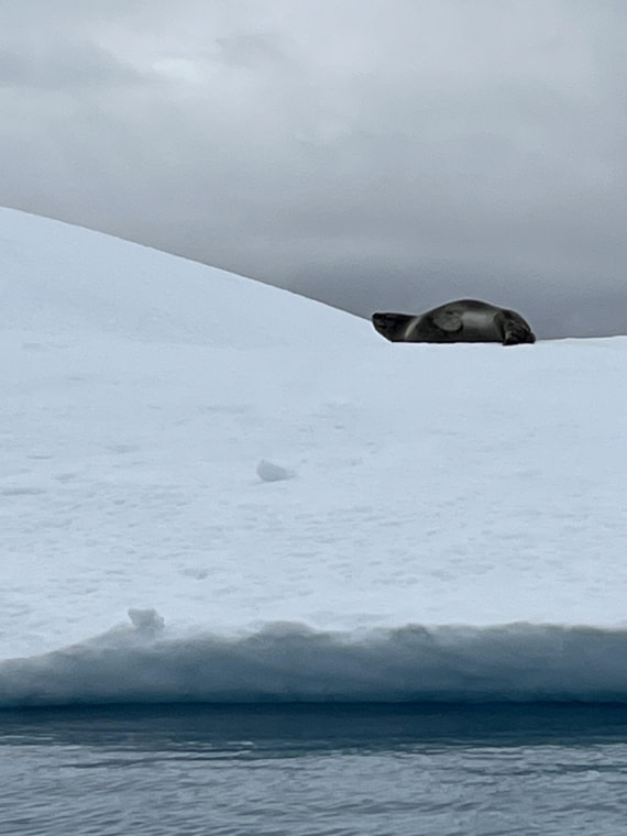 PLA25-26, Day 8, IMG_3753.jpeg © Chris Forrest - Oceanwide Expeditions.jpeg