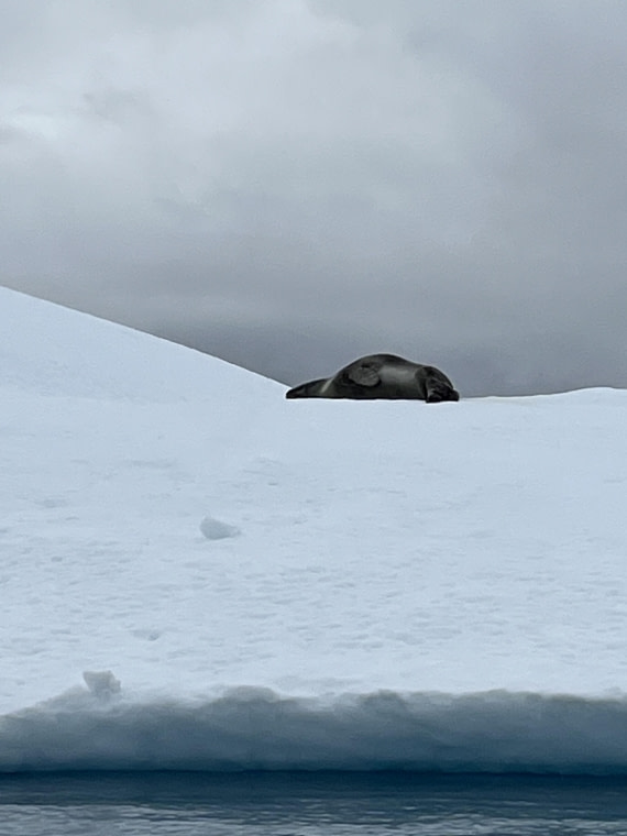 PLA25-26, Day 8, IMG_3754.jpeg © Chris Forrest - Oceanwide Expeditions.jpeg