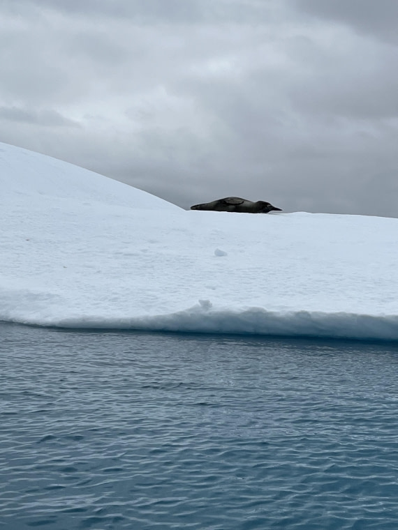 PLA25-26, Day 8, IMG_3756.jpeg © Chris Forrest - Oceanwide Expeditions.jpeg