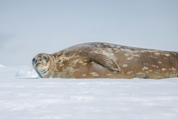 PLA25-26, Day 9, _6M33225.jpg © Juan Barenstein - Oceanwide Expeditions.jpg