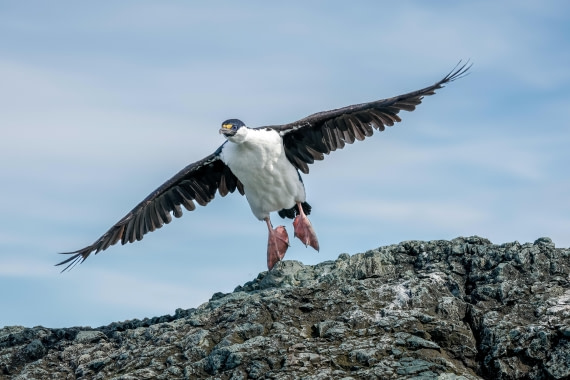 PLA25-26, Day 9, _6M33422.jpg © Juan Barenstein - Oceanwide Expeditions.jpg