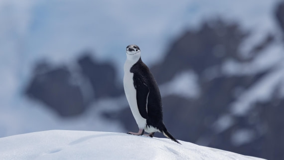 PLA25-26, Day 9, 4Q9A4475.jpg © Katlyn Taylor- Oceanwide Expeditions.jpg