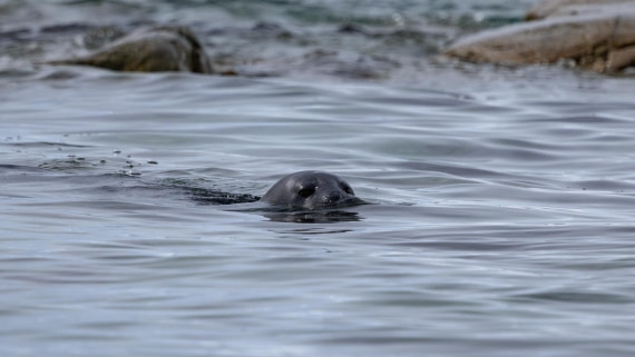 PLA25-26, Day 9, 4Q9A4501.jpg © Katlyn Taylor- Oceanwide Expeditions.jpg