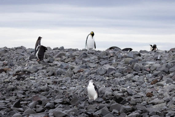 PLA25-26, Day 10, 4Q9A4693.jpg © Katlyn Taylor- Oceanwide Expeditions.jpg